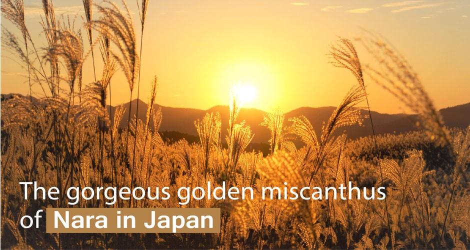 The gorgeous golden miscanthus of Nara in Japan